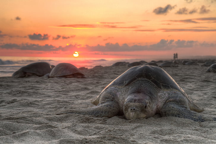 sunset, sky, clouds, red, yellow, nature, turtle