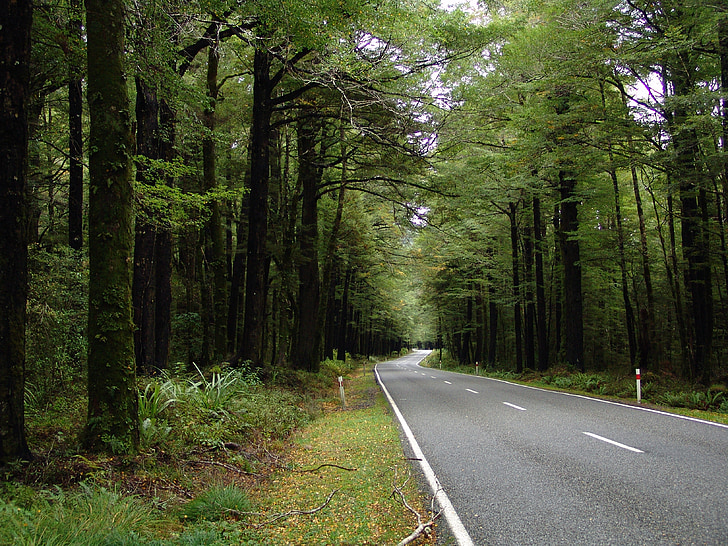 carretera, bosc, l'autopista, carrer, natura, Ecologia