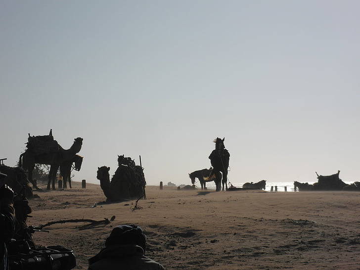 kameler, hästar, stranden, vind, Essaouira