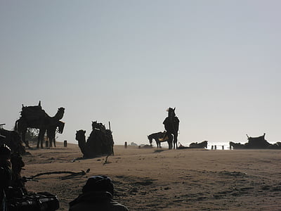 chameaux, chevaux, plage, vent, Essaouira