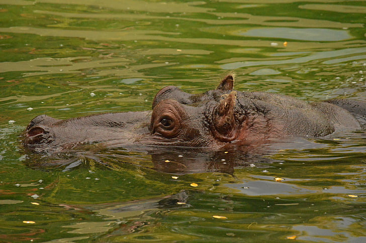 hippopotame, eau, Zoo