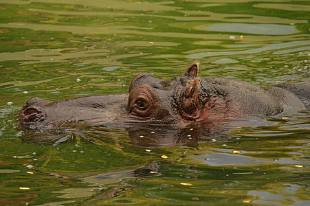 hipopótamo, água, jardim zoológico