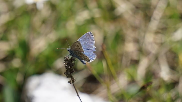 butterfly, blue, insect, wing, close, nature