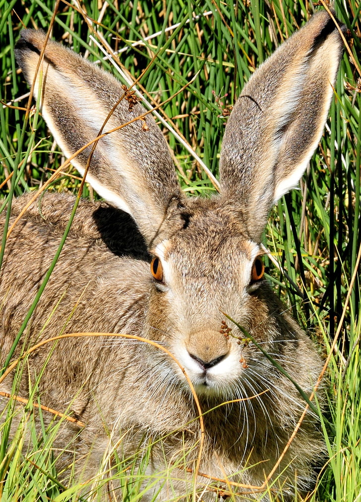 jackrabbit หางขาว, กระต่าย, น่ารัก, แนวตั้ง, ใกล้ชิด, แมโคร, หู