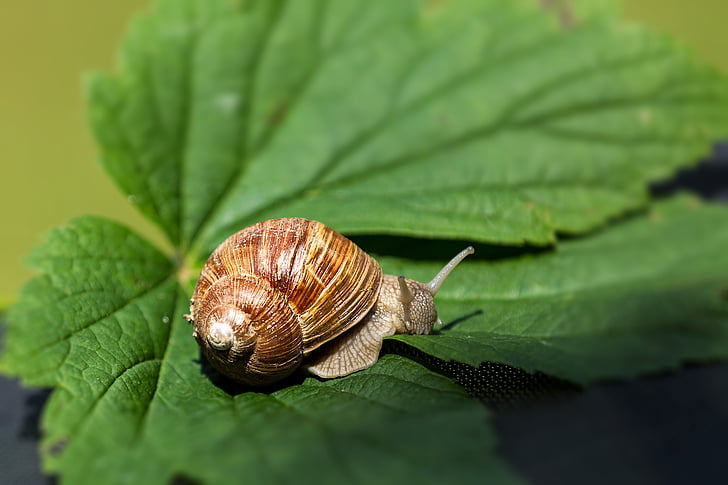 snail, leaf, shell, mollusk, nature, slowly, animals