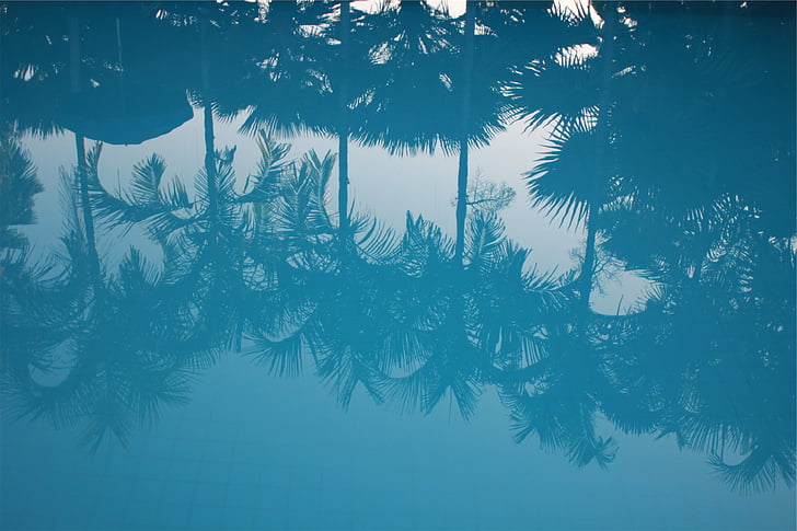 silhouette, arbre, eau, bleu, réflexion, palmiers, hiver