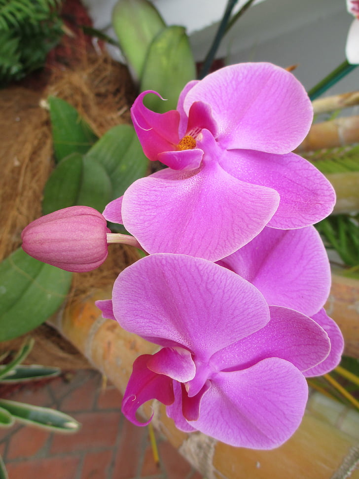 orquídea, flor, Cor, -de-rosa, natureza, flor, floral