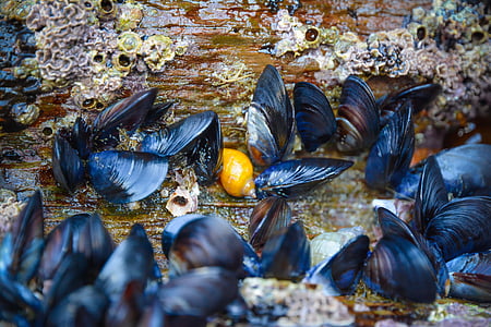 mussels, shell, rock, yellow, seafood, nature, sea