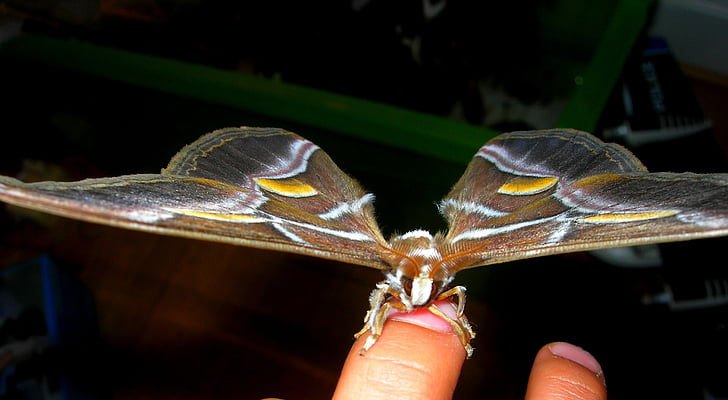 motýľ, Bombyx, Príroda