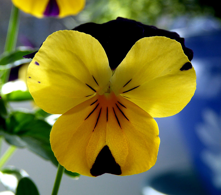 400-500, Frühling, in der Nähe, Bi-color, gelb, Blüte, Bloom