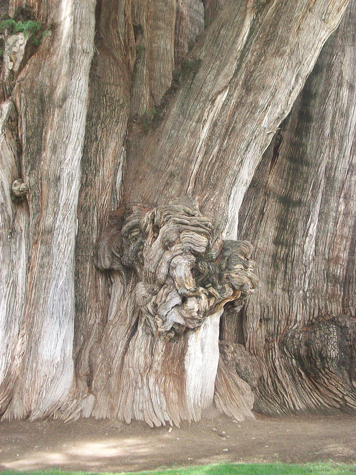 Árbol del jonc, arbre, tronc, gran, jonc del Santa maría, valldel, Taxodium mucronatum