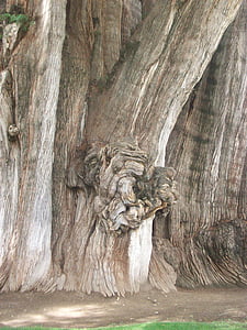 áRBOL del tule, drvo, prtljažnik, veliki, Santa Maria del tule, Montezuma čempresa, Taxodium mucronatum