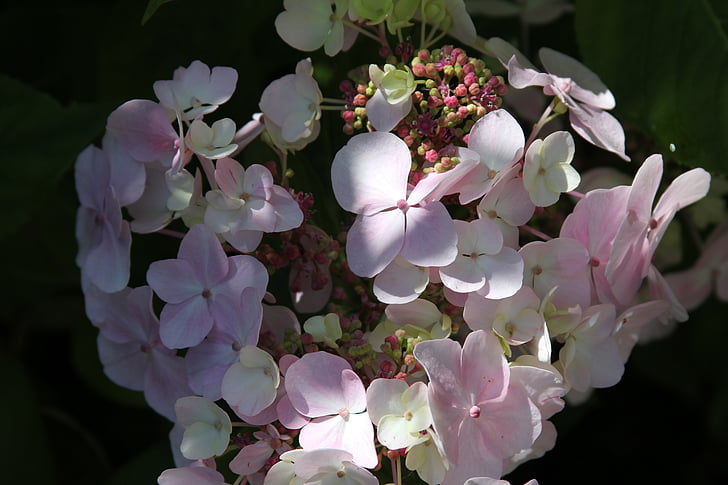 Hortenzia, cserje, növény, Bush, rózsaszín, Bloom, kert
