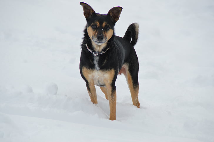 winter, snow, dog, terrier