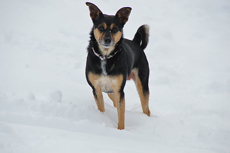 mùa đông, tuyết, con chó, chó săn Terrier