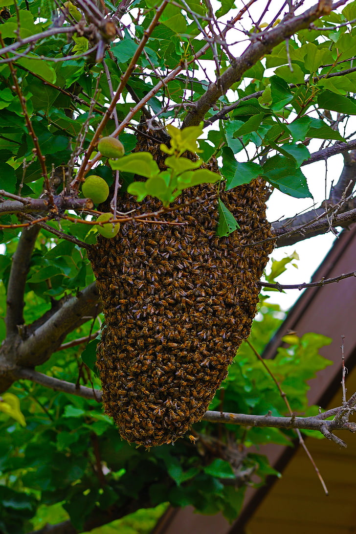 con ong, ong mật, di chuyển tổ ong, thuộc địa, thay đổi địa điểm