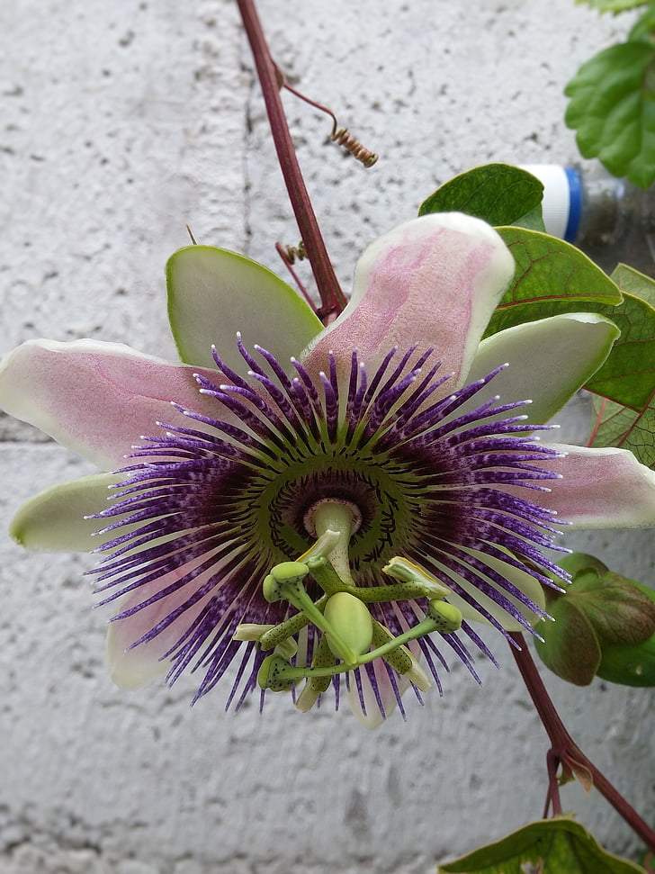 passionflower, Passiflora, puķe, reto ziedu, pistil, daba, augu
