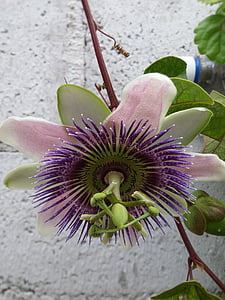 mučenka, Passiflora, květ, vzácná květina, pestík, Příroda, závod