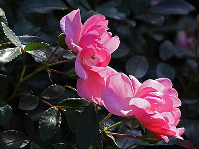 Rose, dernière flor, octobre, buisson rose, rosier arbustif, fleurs, Rose