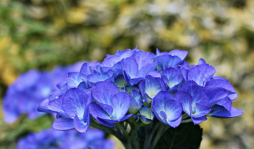 Hortensia, flor, flores ornamentales, planta, planta ornamental, flores, Hortensia flor