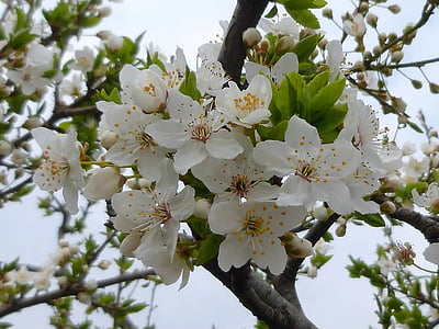 primavera, flor, natura, pètal, blanc, arbre, branca