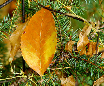 autunno, foglie, albero, foglio di autunno, foglie gialle, autunno dorato, natura