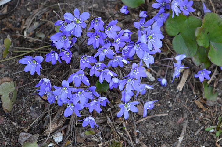 hepatica, spring, spring plant, flower, plant, pennywort, finnish