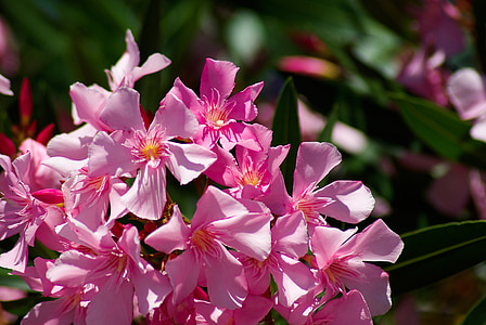 flori, Oleander, plante