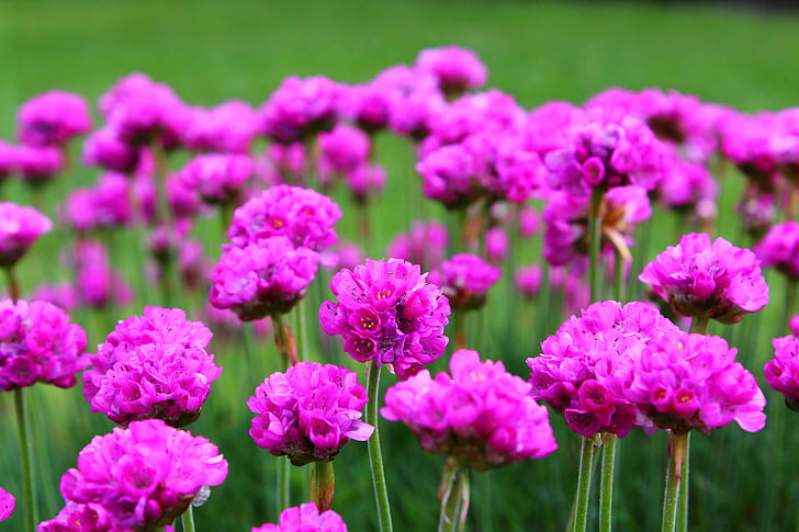 花, 粉色, 紫色, 紫罗兰色, 绿色, 花园, 夏季