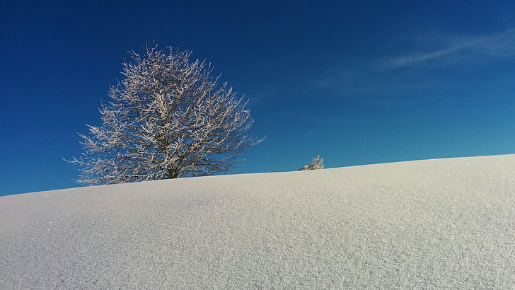 winterse, boom, Zwitserland, blauw, wit, sneeuw, winter