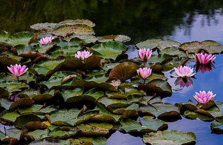 water lilies, lake, water, romance, lake rose, nuphar, pond