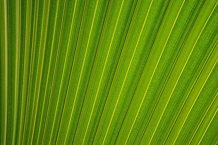 vert, textile, feuille, feuilles, plantes, nature, texture