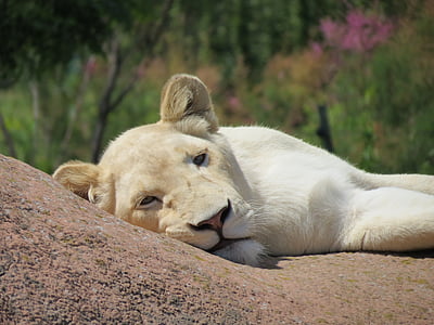 Leão, Branco, fêmea, leão branco, jardim zoológico