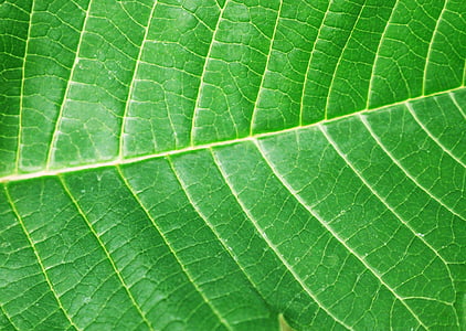 sheet, a green leaf, structure, nature, spurge wonderful, plant, euphorbia pulcherrima