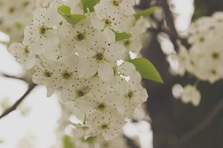 bijeli, cvijeće, makronaredbe, fotografije, proljeće, priroda, proljeće