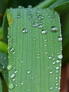 leaf, drops, rocio, moisture, detail