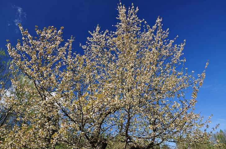 Польща, Природа, дерево, процвітає, Весна