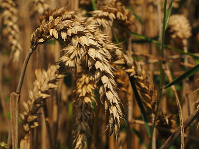 trigo, espiga, cereales, grano, campo, campo de trigo, campo de maíz