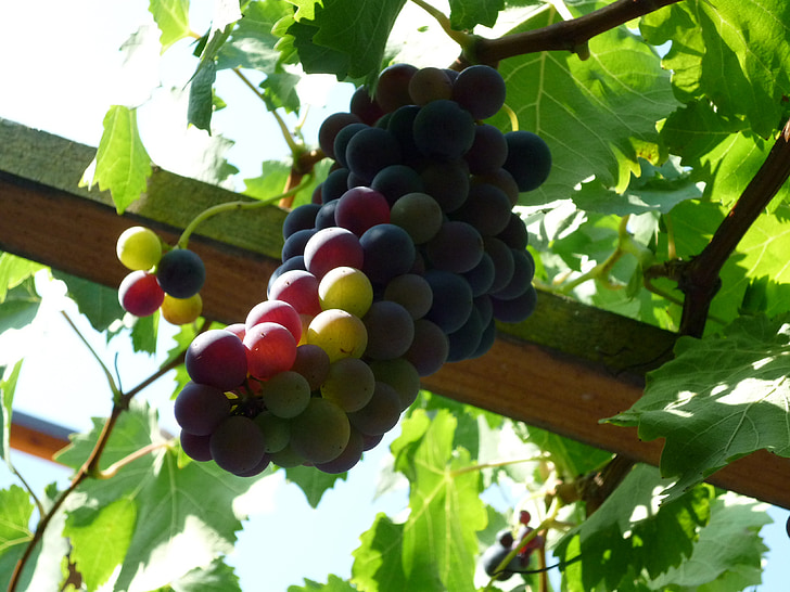 viinamarjad, saagi, Sügis, veini, puu, taim, loodus