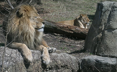 leões, orgulho, vida selvagem, Leão, Rei, Juba, felino