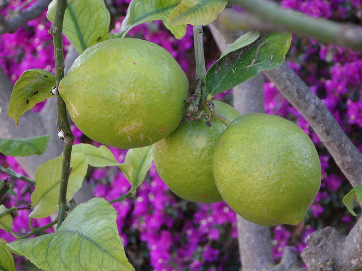 citroner, Middelhavet, haven, middelhavshave, sommer, plante, Lemon tree