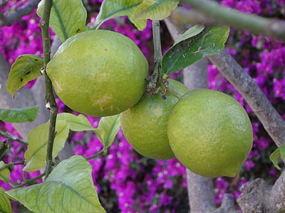 citróny, Stredomorská, Záhrada, stredomorské záhrady, letné, rastlín, Lemon tree