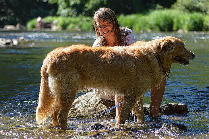 anjing, Golden retriever, hewan, hewan domestik, hewan peliharaan, emas, Creek