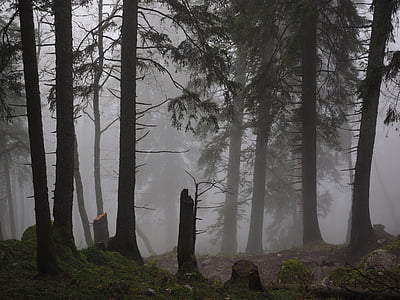 Storm щети, елова гора, Ели, мъгла, гора, дървета, стволове