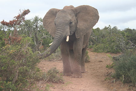 ช้าง, สัตว์ป่า, แอฟริกา, ซาฟารี, สัตว์, สีเทา, ลำต้น