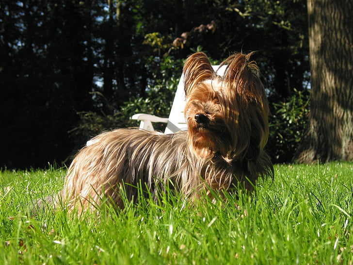 yorkshire, terrier, dog, meadow, pets, animal, grass