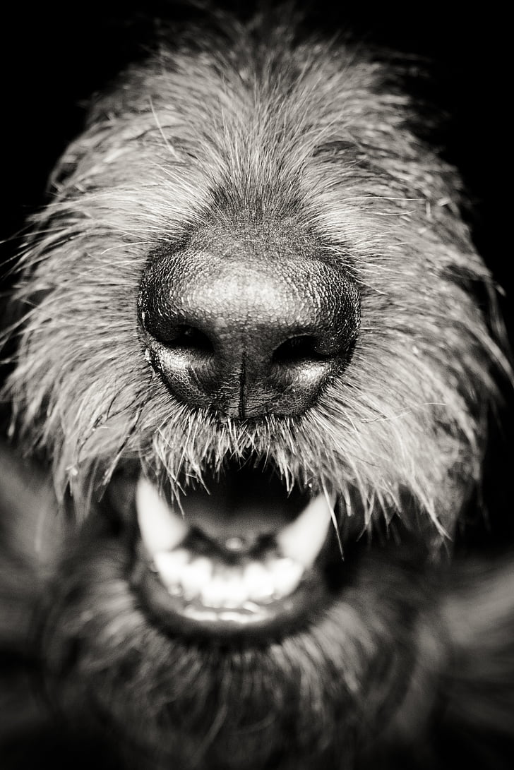 нос, устата, куче, Черно, зъби, домашен любимец, кученце