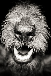 nosies, burnos, šuo, Juoda, dantys, naminių gyvūnėlių, šuniukas