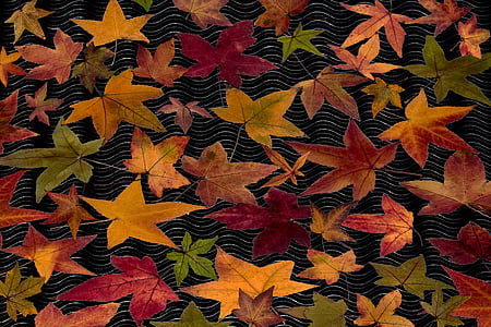 listy, na podzim listy, vyrostlé listy, barevné, složení, padajícího listí, podzimní barvy