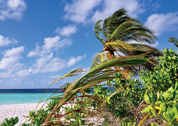 Maldīvija, Palm, jūra